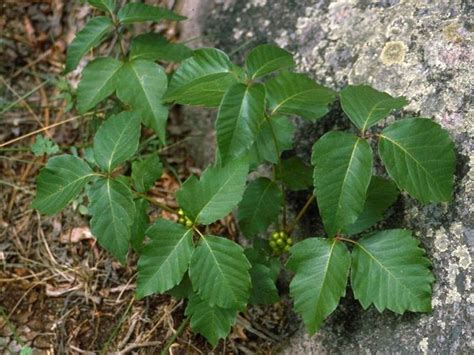 Can You Identify The Poisonous Plants Of The Pacific Northwest