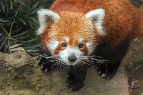 Red Panda Are Bamboo Eating Mammals From Southeast Asia Learn About