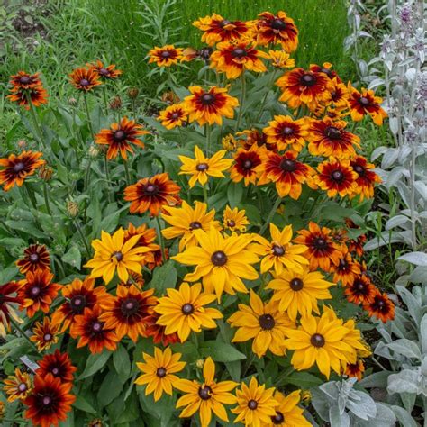 Autumn Colors Rudbeckia Pinetree Garden Seeds