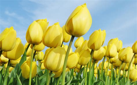 Download Wallpapers Yellow Tulips Yellow Flowers Field Of Tulips