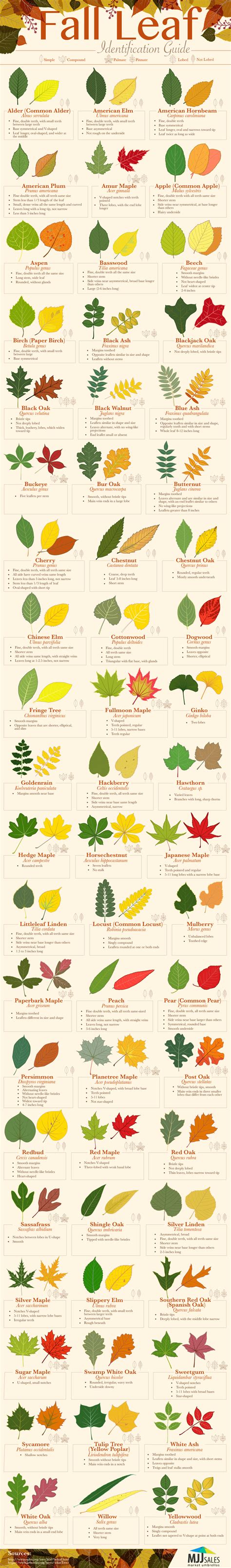 Fall Leaf Identification Guide Daily Infographic