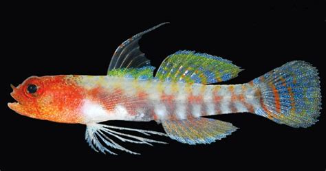One New Dwarf Goby Described Another Redescribed