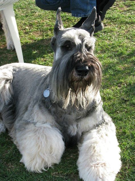 Salt And Pepper Giant Schnauzer Puppies For Sale