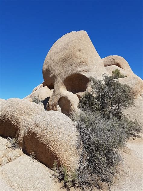 Skull Rock Joshua Tree National Park Kalifornien Omdömen Tripadvisor