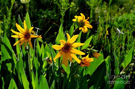 Yellow Mountain Flowers Photograph By Crystal Miller Fine Art America