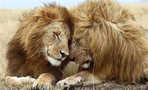 Los animales son seres vivos que conforman una parte muy importante en nuestro planeta. 10 animales que son homosexuales y seguro NO lo sabías ...