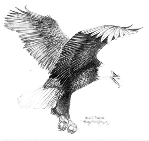Bald Eagle Landing By Bob Patterson