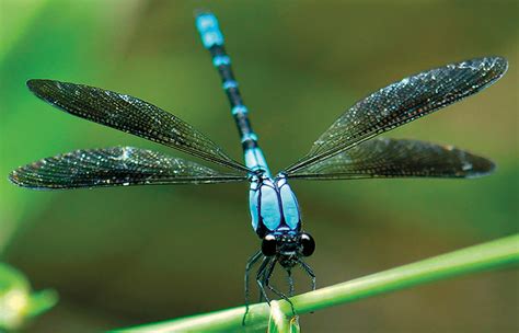 Dragonflies And Damselflies Of The Gold Coast Land For Wildlife