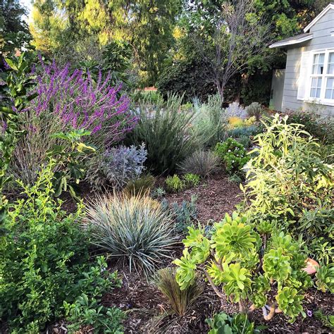 Native Gardens Can Be Lush And Colorful Backyard