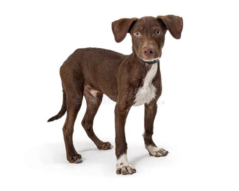 Young Brown Crossbreed Dog Standing In White Stock Photo Image Of