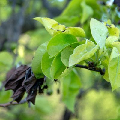 Fire blight is a destructive bacterial disease of apple, pear and other related species such as hawthorn, quince and mountain ash. Fire Blight and How to Avoid It - Neil Sperry's GARDENS