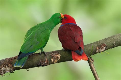 Eclectus Parrots As Pets Species Profile