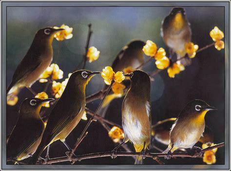 Seven Birds Display Full Image