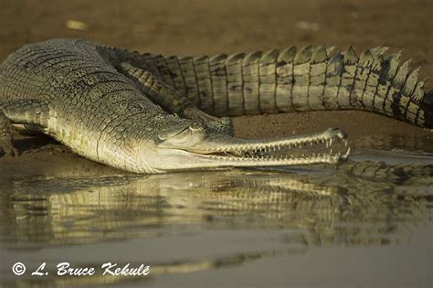 Gharial Crocodile By The Chambal River Gharial Crocodiles Wildlife