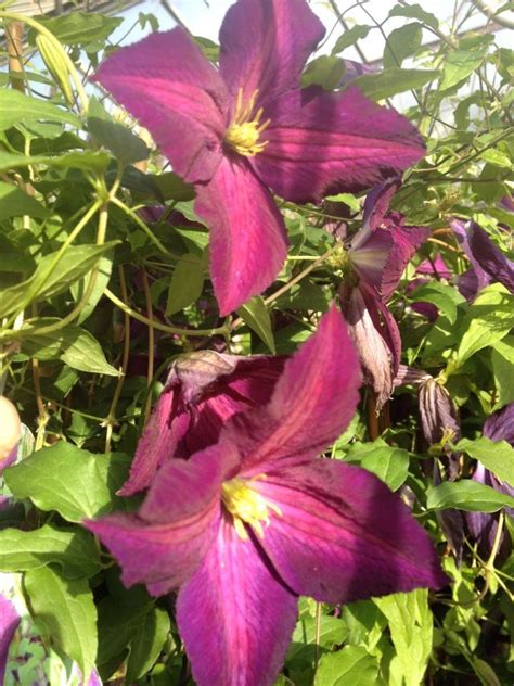 We did not find results for: Jackmanii Purpurea | Clematis, Clematis jackmanii, Plants