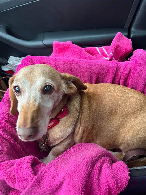 Lil John – Tennessee Dachshund Rescue