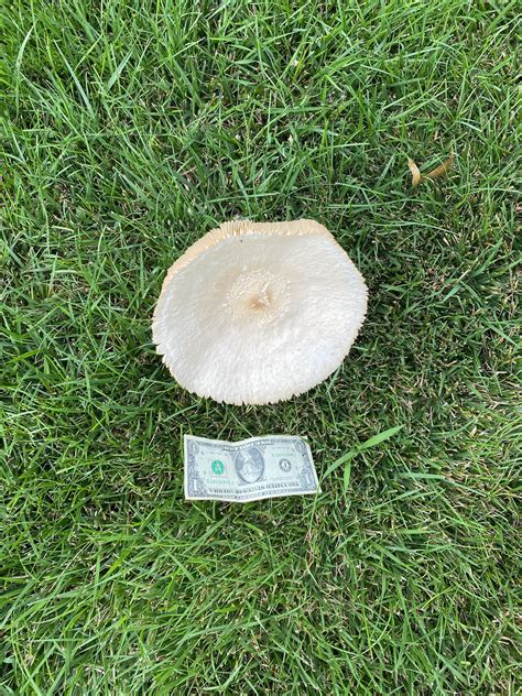 Large White Mushroom By Office Building July 2020 Morel Mushrooms And