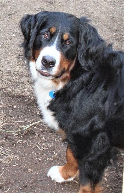 Bernese Mountain Dog Breed Information And Photos Thriftyfun