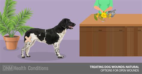 Continue your medicines and do not change your treatment plan without talking to your healthcare provider. Treating Dog Wounds: Natural Options For Open Wounds