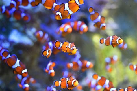 Losing Nemo Clownfish Could Vanish For Good Due To Climate Change