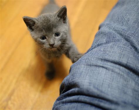 grey foster kitten this little grey kitten has very faint … flickr