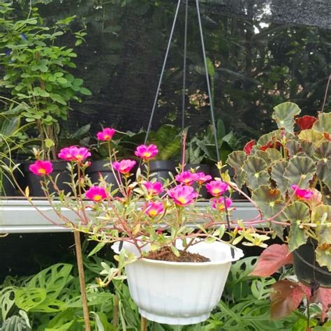 Tambalan hijau di rumah selalu membawa kesan positif. Jual Tanaman portulaca bunga krokot plus pot gantung ...