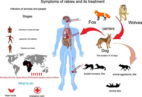 Rabies Symptoms Causes Treatment And Prevention By Healthchanger