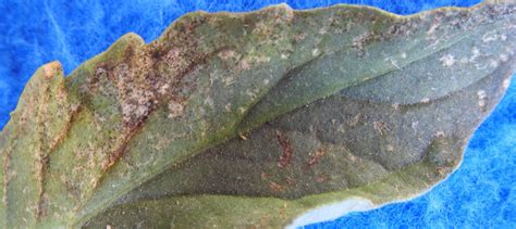 Thrips And Their Feeding Injury On Tomatoes Vegetable Pathology