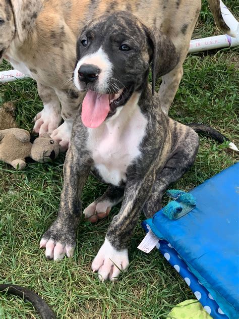 The father is 37.5% european great dane, weighing 140lbs with champion blood lines, and the mother is pure american great dane weighing 135lbs. Northern Colorado Great Danes - Great Dane Puppies For ...