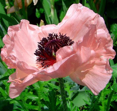 pink poppy | Pink poppies, Rose seeds, Poppies