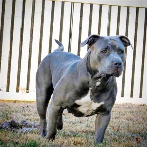 Pin by razzaaq on xl blue pitbull puppies for sale from www.pinterest.com. XL PITBULL PUPPIES FOR SALE | PIT BULL PUPPIES AVAILABLE NOW