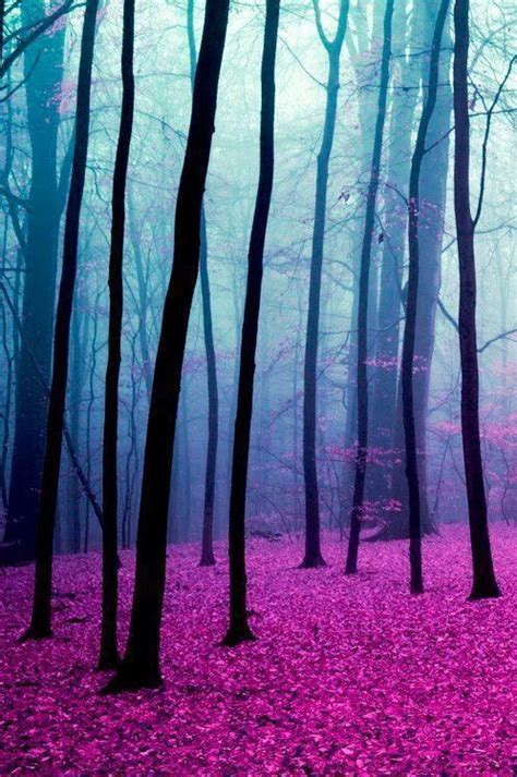 Pink Forest Forest Landscape Beautiful Nature Magic Forest