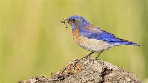 Western Bluebird — Eastside Audubon Society