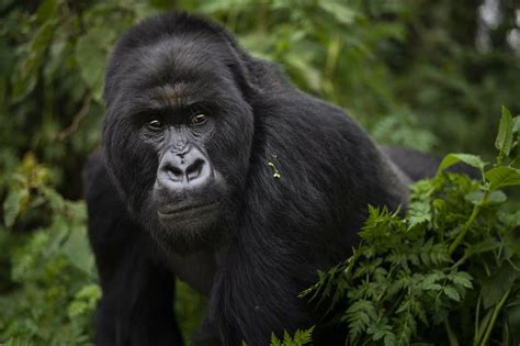 A Crowded Mountain Can Make Silverback Gorillas More Violent Ap News