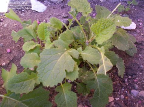 Plantfiles Pictures Black Mustard Brassica Nigra By Bonitin
