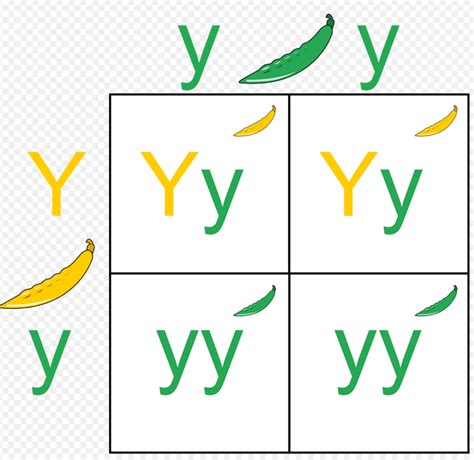 How to solve a punnet square. LVN Science- Genetics Flashcards | Easy Notecards