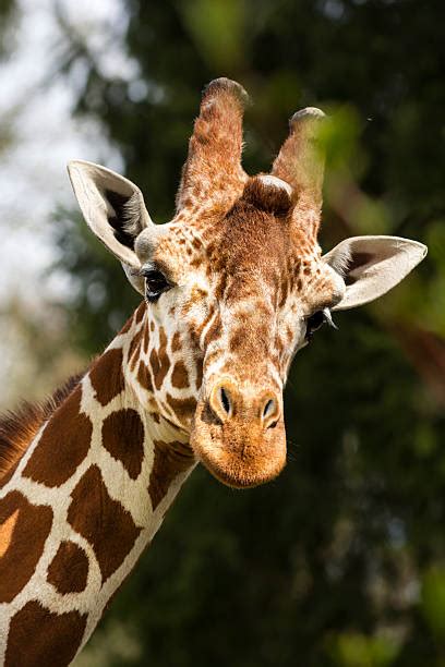 Best Giraffe Print Stock Photos Pictures And Royalty Free Images Istock