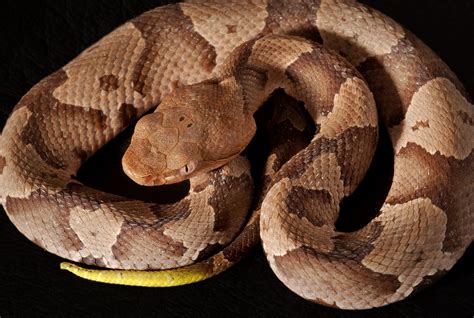 Giftige slanger i Texas du trenger å vite om Adam Faliq