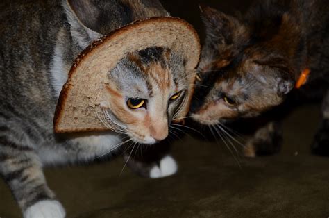 Inside Individual Design Cat Breading