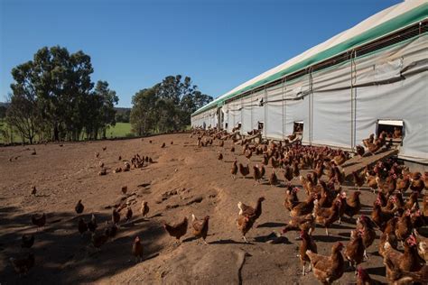 Agents Hatch Sale Campaign For Victorias Largest Free Range Egg Farm Realestatesource