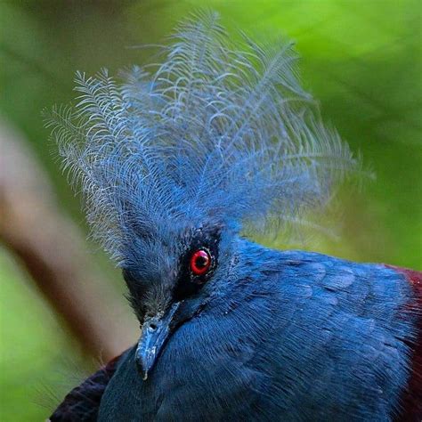 Beautiful Victoria Crowned Pigeon Is The Largest Surviving Species Of
