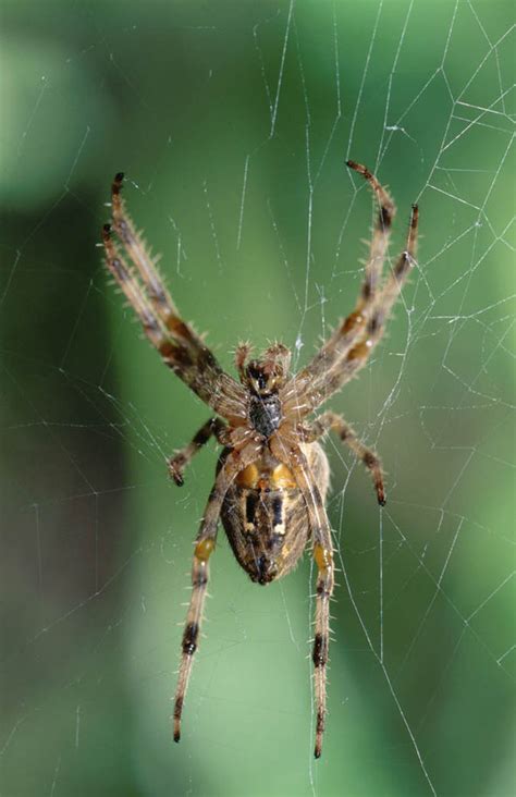 We hope this information on why do spiders come in the house will keep those creepy crawly creatures out of your life for good. SPIDER WARS: British beasts eating each other ALIVE and ...