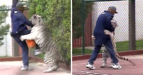Mike tyson is known for his elaborate lifestyle, so it's no surprise the boxing champ has spent thousands of dollars on exotic animals. WATCH: The Insane Moment Mike Tyson Wrestling With His Pet ...
