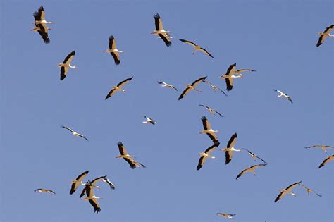 Vom sonnenberg aus haben sie 3'221 vögel gezählt. Besenderungsprojekt - NABU Rheinland-Pfalz