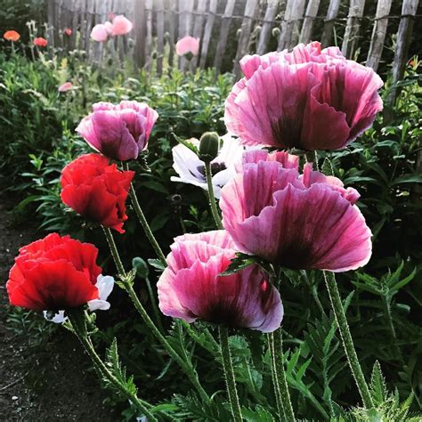 Check spelling or type a new query. Pflanzen - Gartenzauber | Pflanzen, Stauden, Sommerblumen