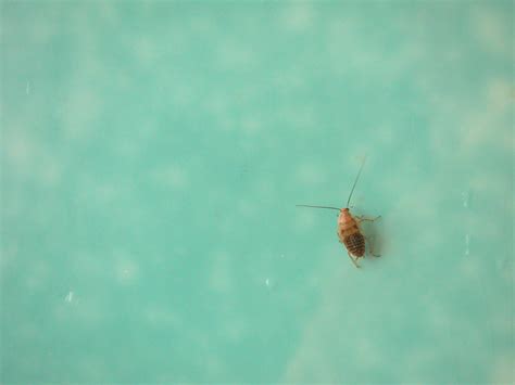Die fressenden larven können großen schaden anrichten. Unbekannter Käfer im Haus - Käfer (Coleoptera) bestimmen ...