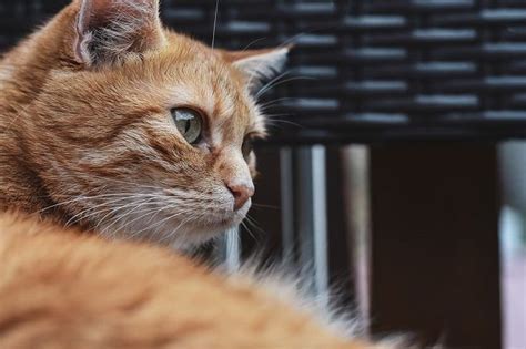 15 Fascinating Facts About The Orange Tabby Cat With Pictures
