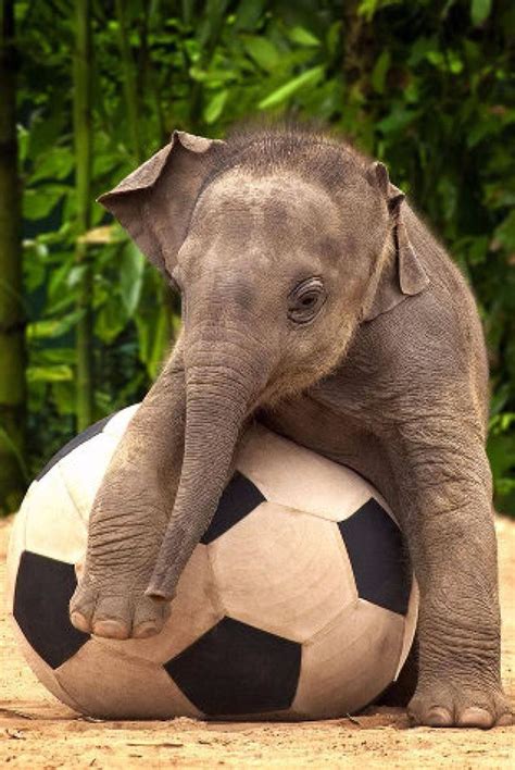 Baby Elephant Playing Soccer Afrika Fil Komik Hayvan Hayvan
