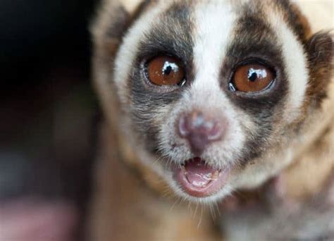 How Holidaymakers Can Help Save Lorises From Extinction Experience