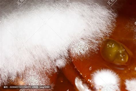 未经允许不得转载：男人之家 » 性感女王戚薇内衣写真合集 打包下载 781p/608m. 变质发霉的食物_正版商业图片_昵图网nipic.com